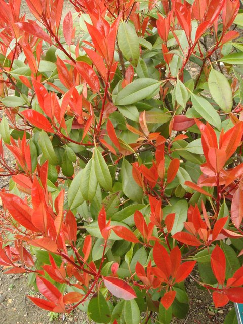Photinia x fraseri jeune feuille